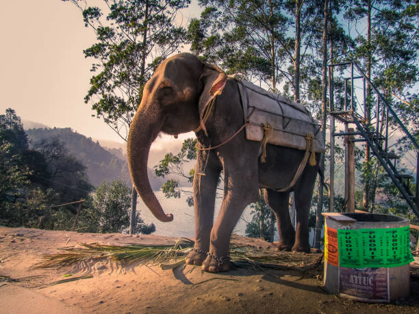 Elephant Safari Adventure